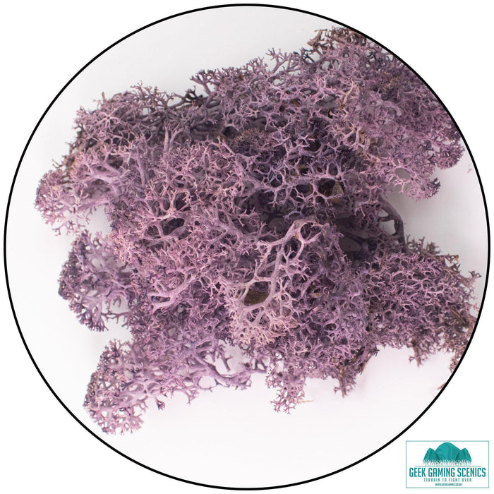 Lichen - Reindeer Moss (Icelandic Moss) Aubergine Purple