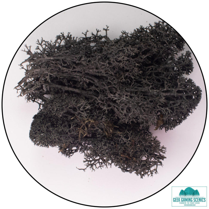 Lichen - Reindeer Moss (Icelandic Moss) Black