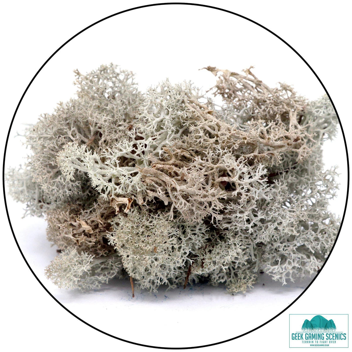 Lichen - Reindeer Moss (Icelandic Moss) Moss Green