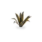 Gamers Grass - Laser Plants - Agave - Gamers Grass
