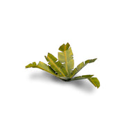 Gamers Grass - Laser Plants - Banana Tree - Gamers Grass