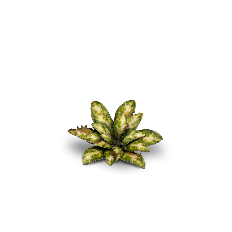 Gamers Grass - Laser Plants - Dumb Cane - Gamers Grass