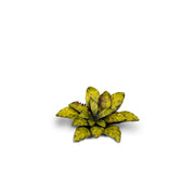 Gamers Grass - Laser Plants - Dumb Cane - Gamers Grass