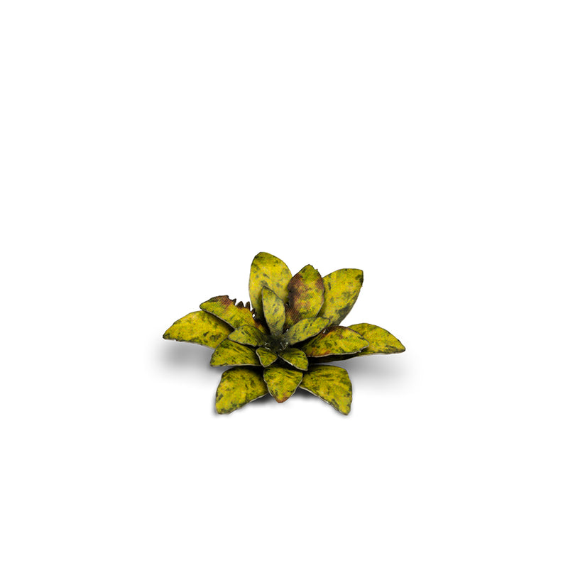Gamers Grass - Laser Plants - Dumb Cane - Gamers Grass