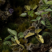 Gamers Grass - Laser Plants - Elephant Ear - Gamers Grass