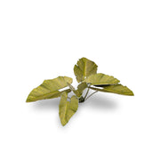 Gamers Grass - Laser Plants - Elephant Ear - Gamers Grass