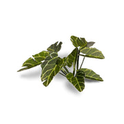 Gamers Grass - Laser Plants - Elephant Ear - Gamers Grass
