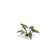 Gamers Grass - Laser Plants - Lords and Ladies - Gamers Grass