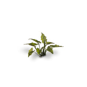 Gamers Grass - Laser Plants - Lords and Ladies - Gamers Grass