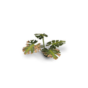 Gamers Grass - Laser Plants - Monstera - Gamers Grass