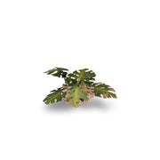 Gamers Grass - Laser Plants - Monstera - Gamers Grass
